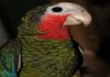 Фото Кубинский амазон (Amazona leucocephala) - птенцы из питомника