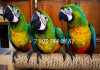 Фото Милиголд (гибрид попугаев ара) - ручные птенцы из питомника